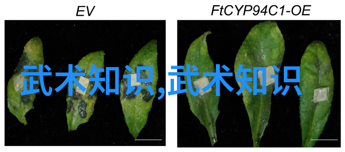 武林豪侠传门派排名-江湖百家争霸揭秘武林各门派实力排行榜