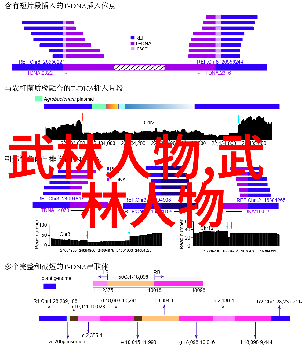 图解绝学探索中华武术中的神秘艺术