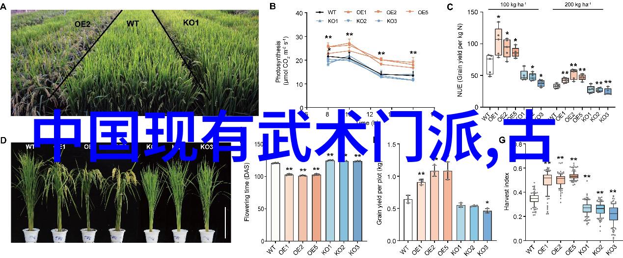 中国体系最庞大的武术门派揭秘其传承与实践