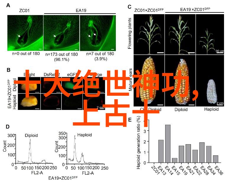 太极拳24式分解动作教学我来教你如何轻松掌握这门古老的武术