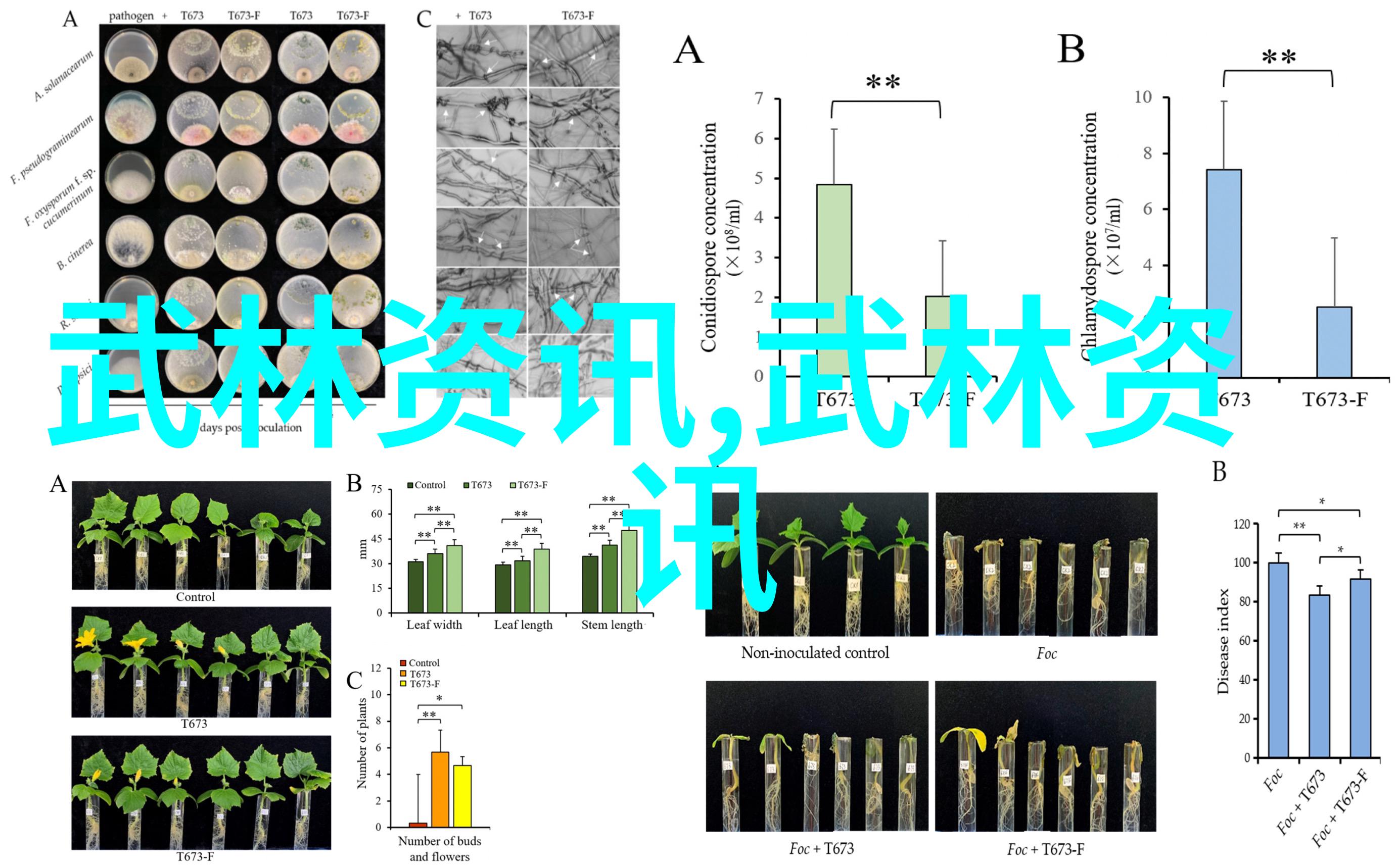 智慧与勇气并行在追求极致实力的过程中遇到了什么样的困难和挑战