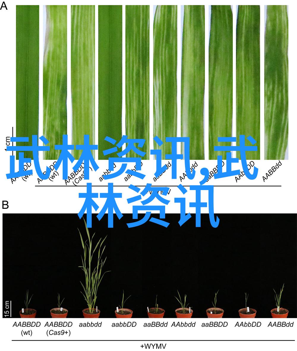 碧波幽盟古风帮派的隐秘之章