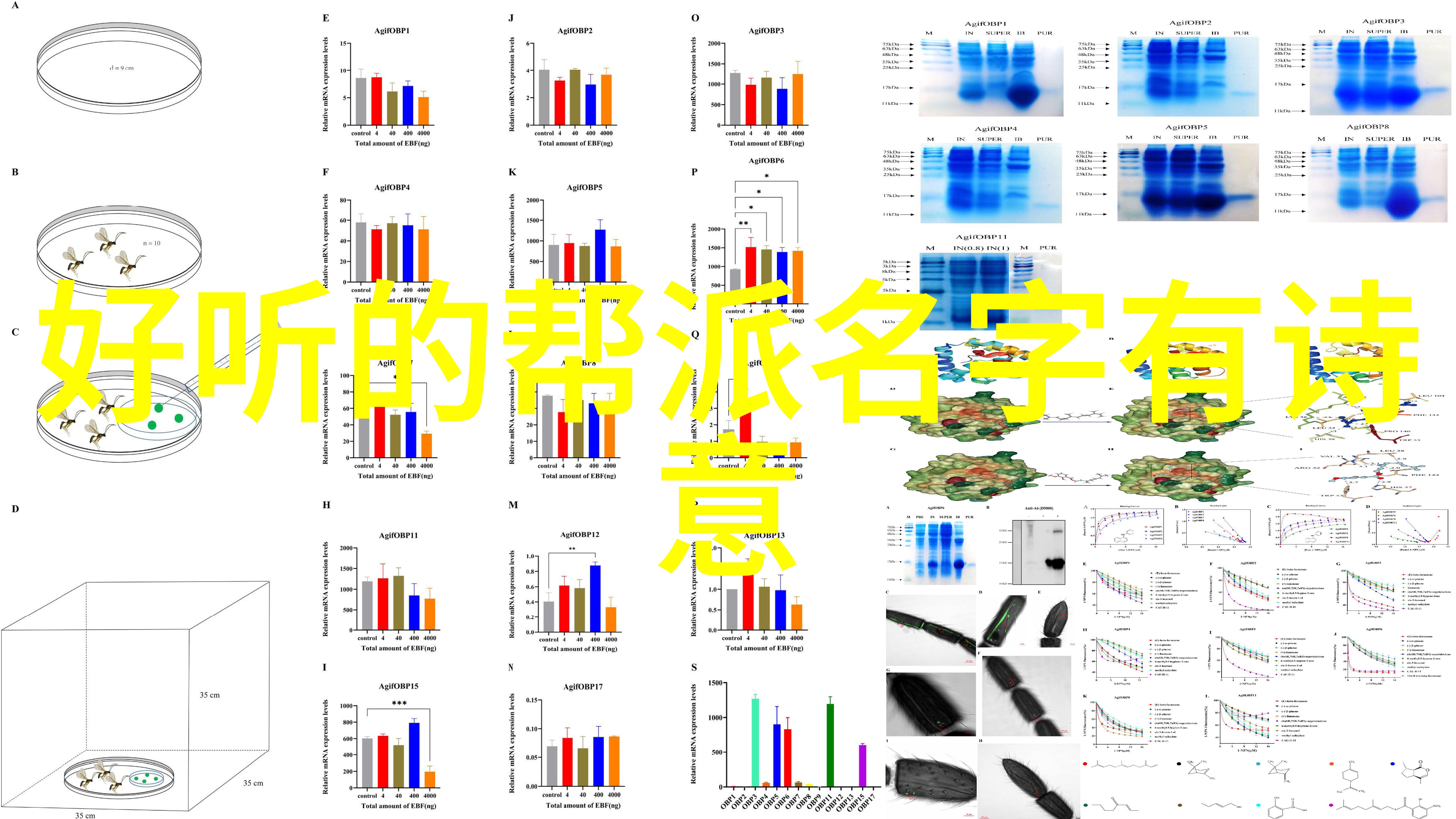 少林最厉害的拳法邱丕相探索中国太极拳如何以修心养性之名温柔地征服人的内心世界