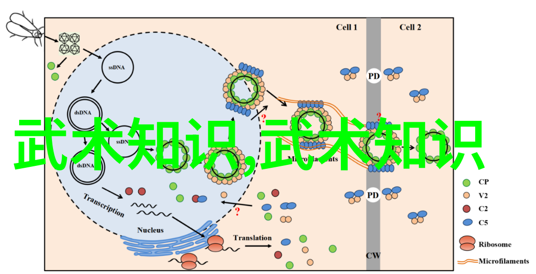 中国武术的巅峰之作拳脚并进打破传统