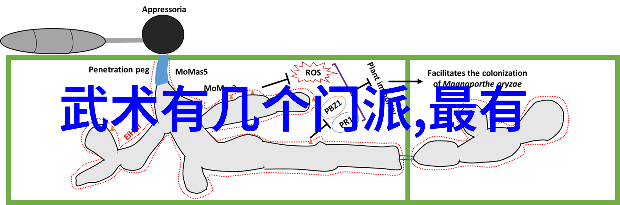 太极掌握揭秘24式的分解奥秘