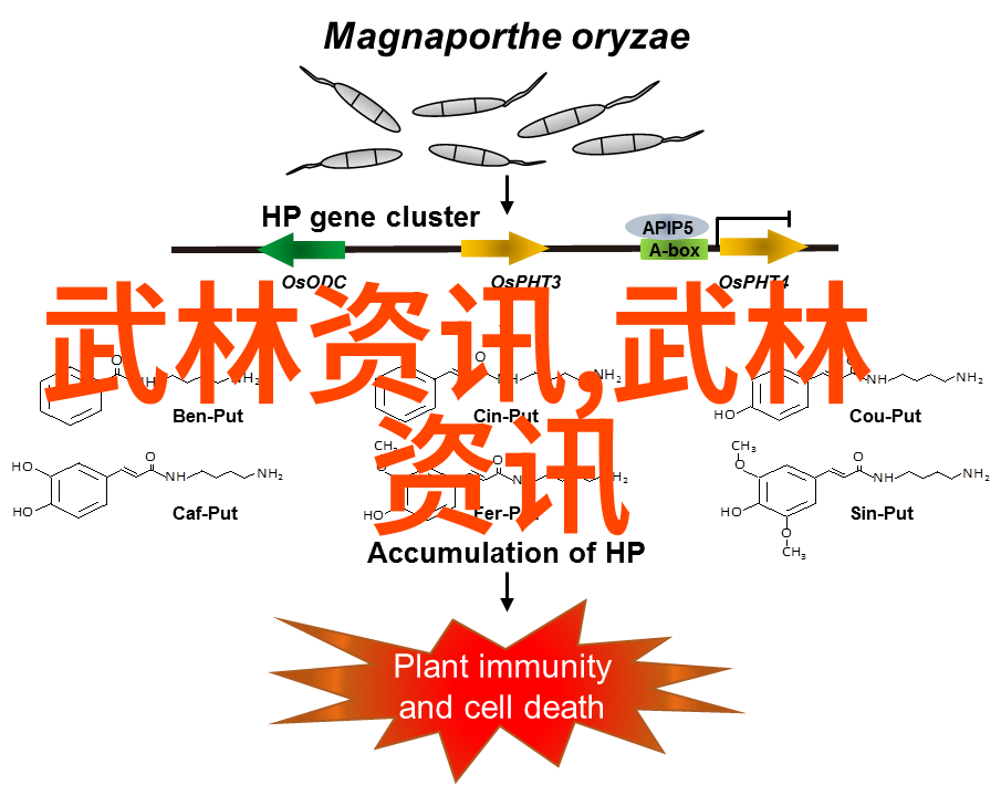 武道高峰内功外法的修炼之路