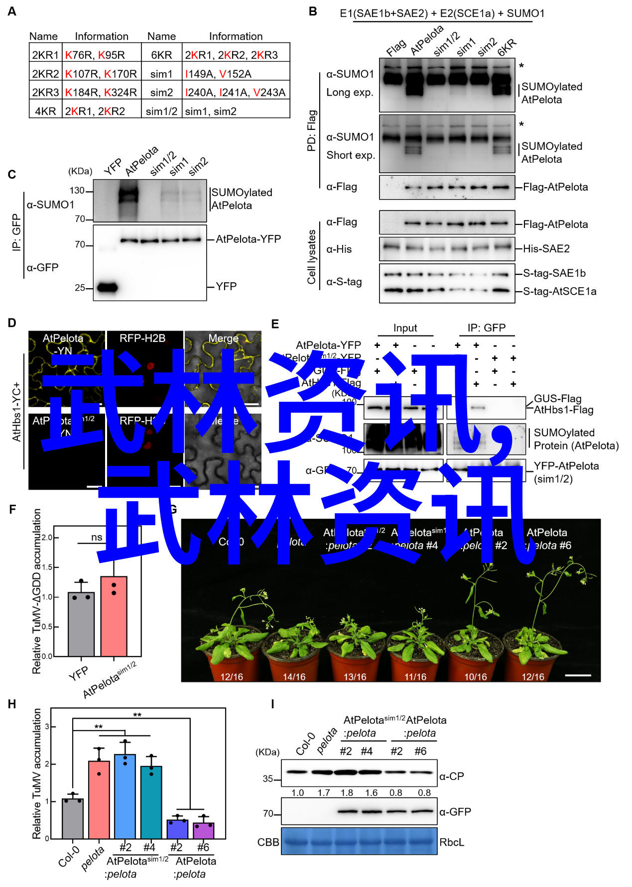 我来教你揭秘中国武功从基础练习到高级技巧