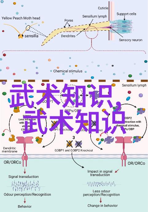 武当全真龙门派传人考察追踪历史足迹与文化遗产的探究