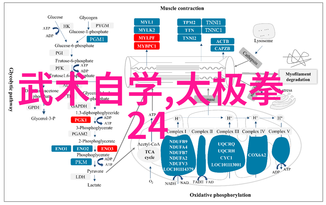 体悟武氏太极拳之桩功在社会的应用陈紫宇解密中国功夫秘籍大全